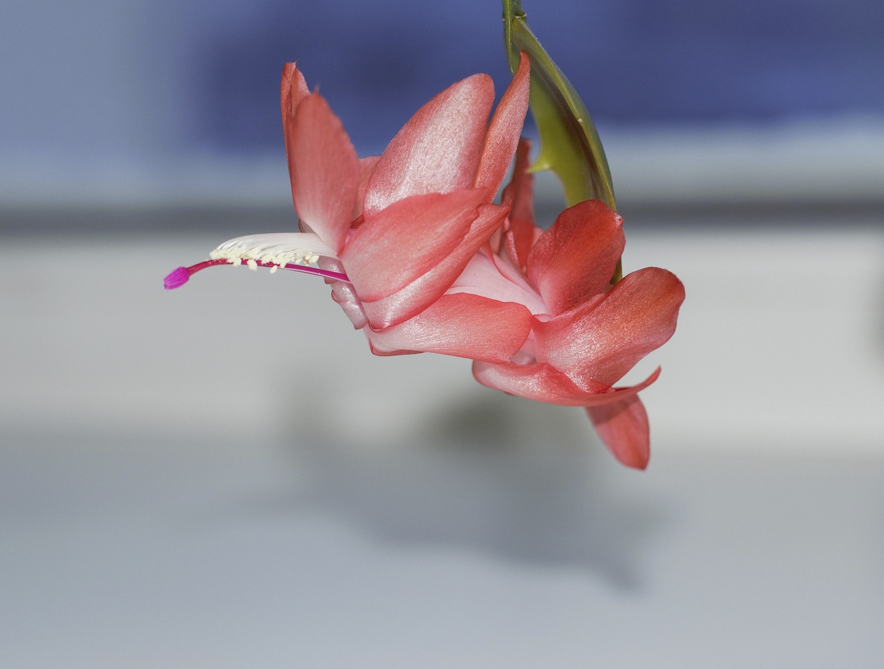 Indoor Gardening Tips for Winter Months